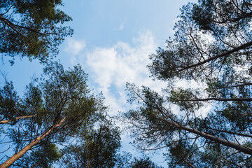 Obraz premium Gazing at the sky through the larch trees in the forest