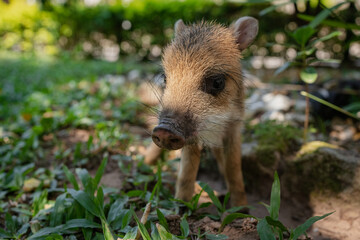 Alone piglet or baby warthog with white and brown hair.