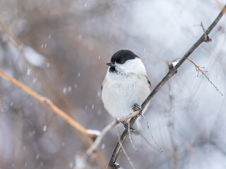 Fototapeta premium Cute bird the willow tit, song bird sitting on a branch without leaves in the winter.