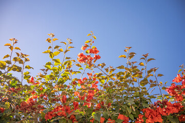 Paperflower or bougainvillea against the blue sky.