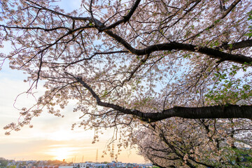 夕日に染まる川辺で満開に咲く美しいソメイヨシノ（桜）。

日本国神奈川県横浜市鶴見区、鶴見川にて。
2024年4月12日撮影。

Beautiful Someiyoshino sakura (Cerasus x yedoensis, cherry blossom) in full bloom by the riverside at sunset.

At Tsurumi River, Tsurum
