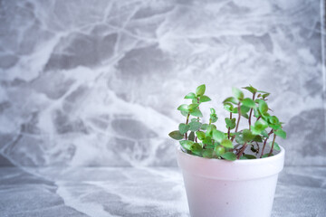 Plants with white small vase on grey floor background.