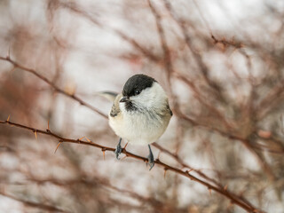 Cute bird the willow tit, song bird sitting on a branch without leaves in the winter.