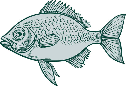 recommend clip art: Fish drawing clipart design illustration