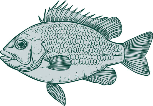 recommend clip art: Fish drawing clipart design illustration