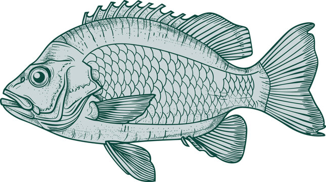 recommend clip art: Fish drawing clipart design illustration
