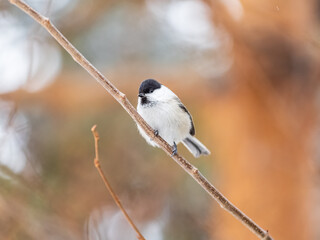 Cute bird the willow tit, song bird sitting on a branch without leaves in the winter.