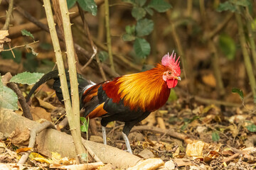 The male Red Junglefowl (Gallus gallus) is characterized by its vibrant plumage, featuring iridescent shades of red, orange, and gold, along with long, glossy tail feathers.