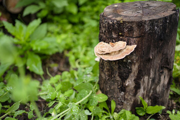 Fungus growing on decaying tree trunk.
