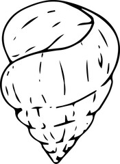 Hand drawn shell illustration on transparent background.
