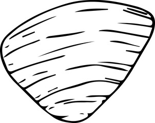Hand drawn shell illustration on transparent background.
