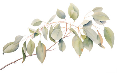 PNG  Eucalyptus plant leaf tree