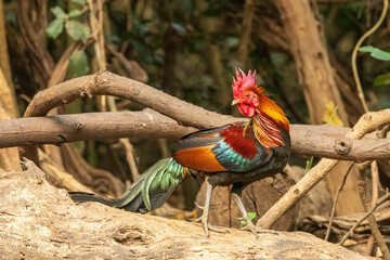 The male Red Junglefowl (Gallus gallus) is characterized by its vibrant plumage, featuring iridescent shades of red, orange, and gold, along with long, glossy tail feathers.