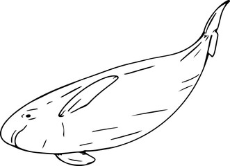 Hand drawn dolphin illustration on transparent background.
