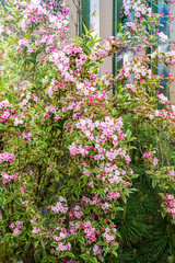 Fototapeta na wymiar Beautiful pink blossoms of weigela florida flowers