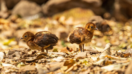 The Grey Peacock-Pheasant (Polyplectron bicalcaratum) chicks are adorable bundles of fluff, with downy feathers and tiny beaks, exploring their surroundings under the watchful eye of their parents.