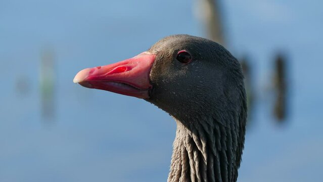 bird greylag goose portrait move head anser anser bird sanctuary natural world norway