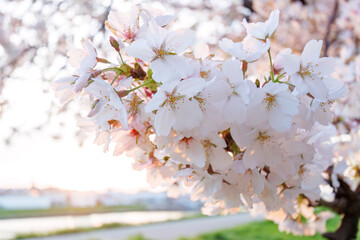 夕日に染まる川辺で満開に咲く美しいソメイヨシノ（桜）。

日本国神奈川県横浜市鶴見区、鶴見川にて。
2024年4月12日撮影。

Beautiful Someiyoshino sakura (Cerasus x yedoensis, cherry blossom) in full bloom by the riverside at sunset.

At Tsurumi River, Tsurum
