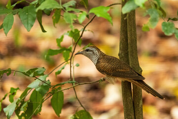 The Banded Bay Cuckoo (Cacomantis sonneratii) is a slender brown cuckoo featuring extensive fine barring on its plumage, with a pale face and underparts adding to its distinctive appearance.