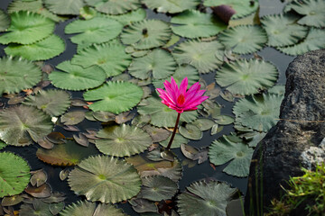 Beautiful, fragrant lily flowers on the water with green leaves, top view.