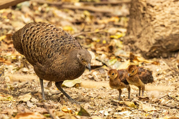 The female Grey Peacock-Pheasant (Polyplectron bicalcaratum) tends to her chicks with attentive care, blending into her surroundings with muted plumage to protect and nurture her offspring.