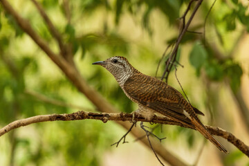 The Banded Bay Cuckoo (Cacomantis sonneratii) is a slender brown cuckoo featuring extensive fine barring on its plumage, with a pale face and underparts adding to its distinctive appearance.