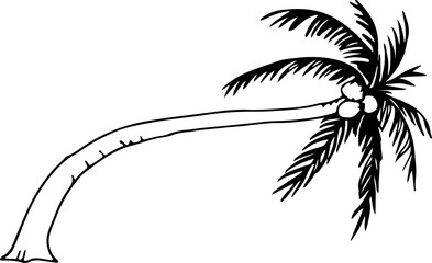 Fototapeta na wymiar Hand drawn coconut tree illustration on transparent background. 
