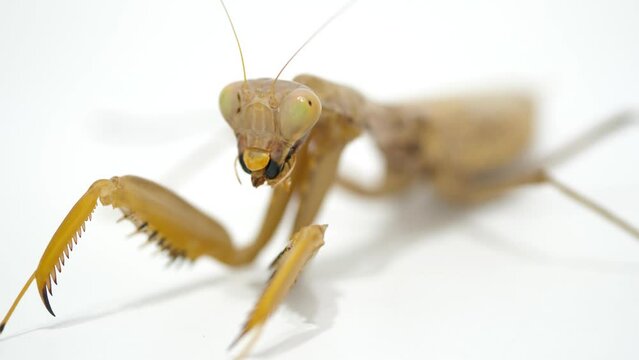 カマキリの捕食シーンD-4（カマキリの捕食シーンD-1～D-4の4つの動画を繋ぎ合わせると、エサを捕獲してから完食するまでのワンシーンが完成します。）