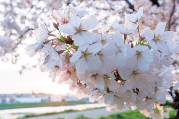 夕日に染まる川辺で満開に咲く美しいソメイヨシノ（桜）。

日本国神奈川県横浜市鶴見区、鶴見川にて。
2024年4月12日撮影。

Beautiful Someiyoshino sakura (Cerasus x yedoensis, cherry blossom) in full bloom by the riverside at sunset.

At Tsurumi River, Tsurum