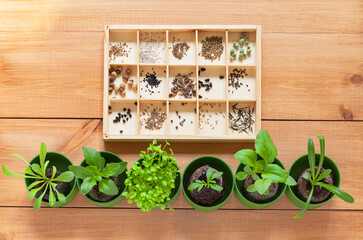 Flat lay of green sprouts of different seedlings of garden flowers in peat tablets and set of various seeds in wooden box on wood background. Gardening as a hobby. Top view, close-up, mock up