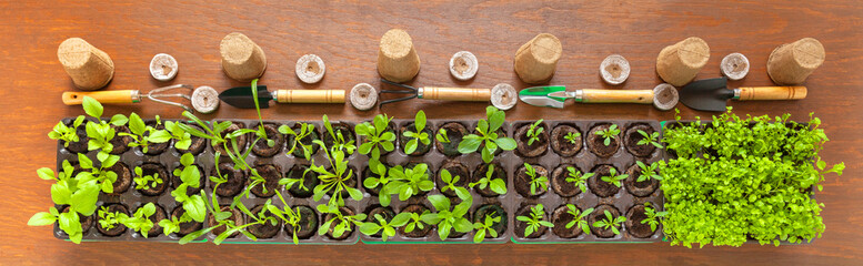 Top view of green sprouts of different seedlings of garden flowers in peat tablets, set of garden tools and peat tablets and cups on wooden background. Gardening as a hobby. Flat lay, close-up, banner