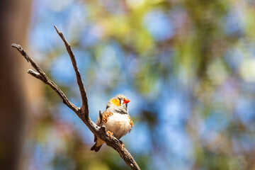 The Zebra Finch (Taeniopygia guttata) is a small bird with distinct black and white stripes on its throat and chest, native to Australia and commonly found in grasslands and scrub habitats.