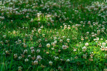 Fototapeta premium Scenery of white flowers blooming on a green lawn
