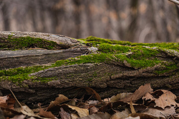 Forest moss growing on tree roots at sunrise in the morning