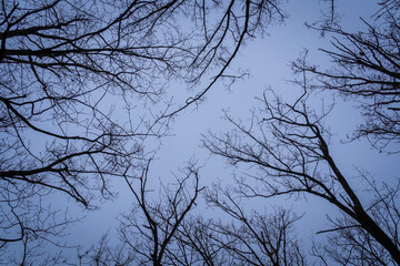Bare trees and blue sky in winter with all their leaves gone