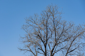 Fototapeta na wymiar Bare trees and blue sky in winter with all their leaves gone