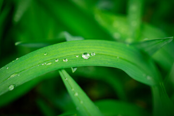 Fresh leaves and water droplets in the morning after rain