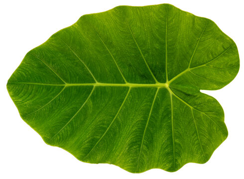 Green Colocasia leaf or Caladium leaf isolate on white background, Elephant Ear on white background PNG File.