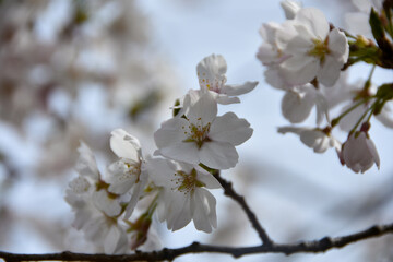 春の日差しを浴びて輝く満開の桜