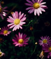 Obraz premium 자연에서 자라는 야생 민들레 꽃