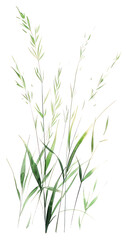 PNG Meadow grass green agropyron plant art