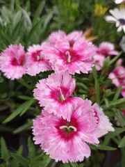 Obraz premium A gorgeous blossoming dianthus flower