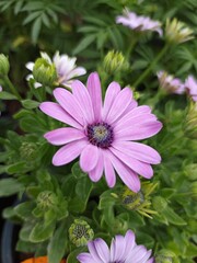 pink cosmos flower in garden