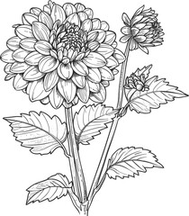 Dahlia clipart design illustration