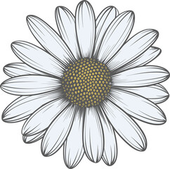 Daisy flower hand drawn design illustration