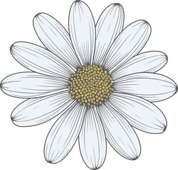 Daisy flower hand drawn design illustration