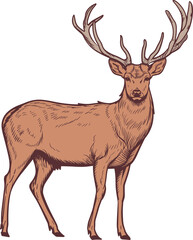 Naklejka na ściany i meble Deer clipart design illustration