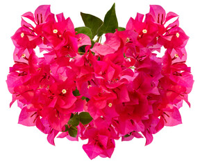 Bougainvilleas branch isolated on white background, Pink Bougainvilleas on white PNG file.