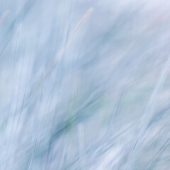 Obraz premium Abstract blue background. Blurred grass