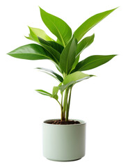 PNG  Plant leaf  houseplant